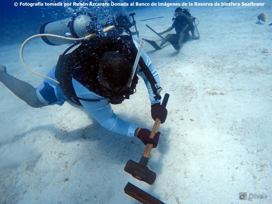 COnstruyendo guarderias de coral SAI BanCO2